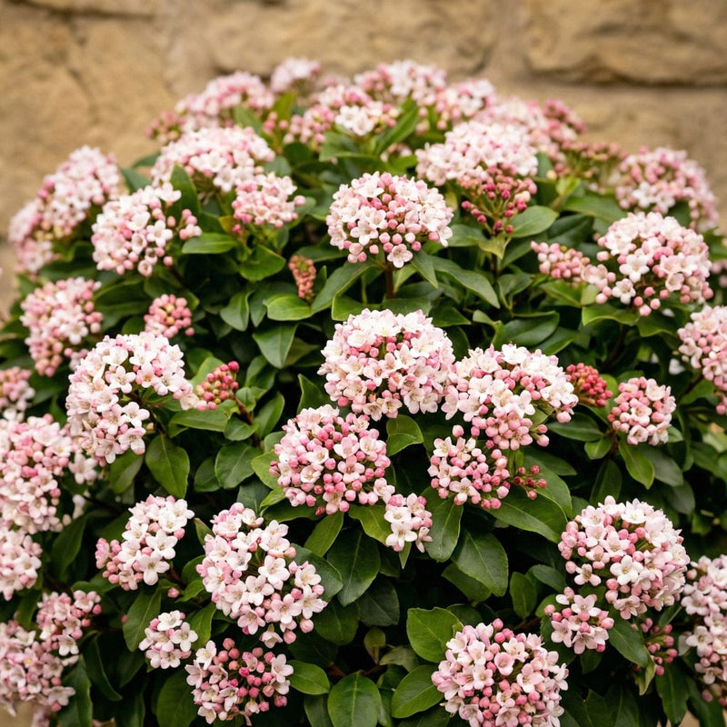 Patio Viburnum 'Eve Price' | Viburnum tinus Ornamental Trees