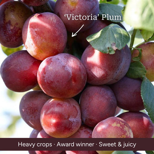 Patio Plum Tree Trained Fruit Trees
