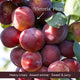 Patio Plum Tree Trained Fruit Trees