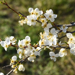 'Victoria' Plum Tree Fruit Trees