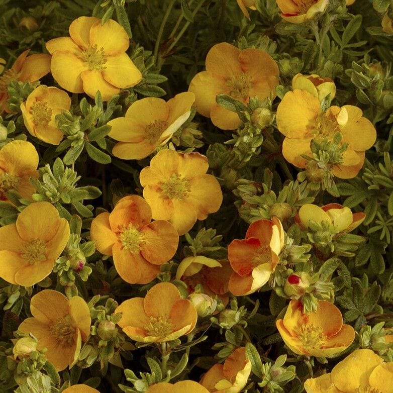 Shrubby Cinquefoil | Potentilla fruticosa 'Solar'issima' Shrubs