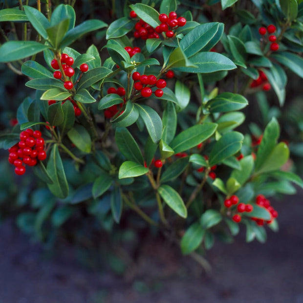 Ilex aquifolium 'J.C. van Tol' Shrubs