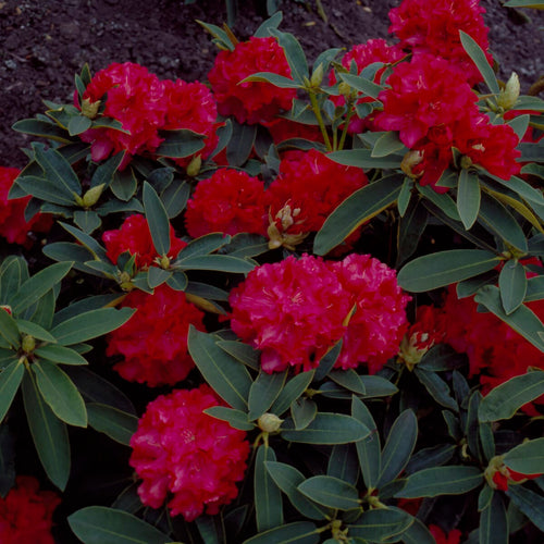 Rhododendron 'Wilgen's Ruby' Shrubs