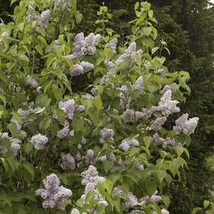 Lilac 'Michel Buchner' | Syringa vulgaris Shrubs