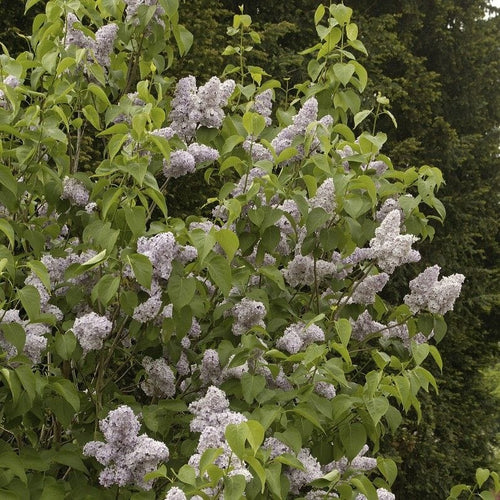 Lilac 'Michel Buchner' | Syringa vulgaris Shrubs