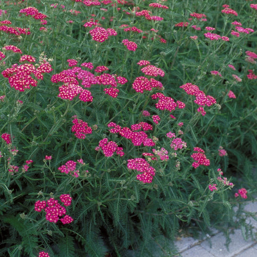 Achillea 'Cerise Queen'