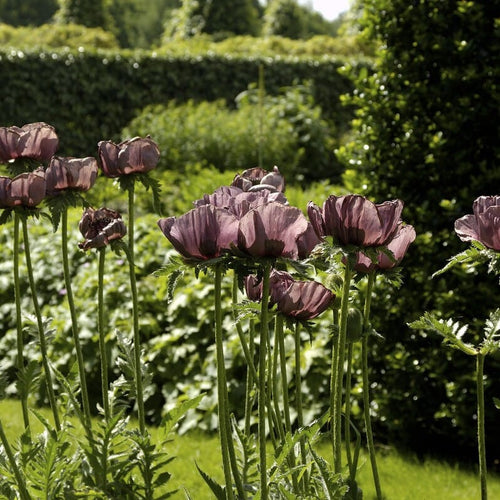 Poppy 'Patty's Plum' | Papaver orientale Perennial Bedding