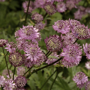 Astrantia 'Claret' Perennial Bedding
