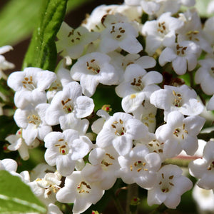 Viburnum tinus Shrubs