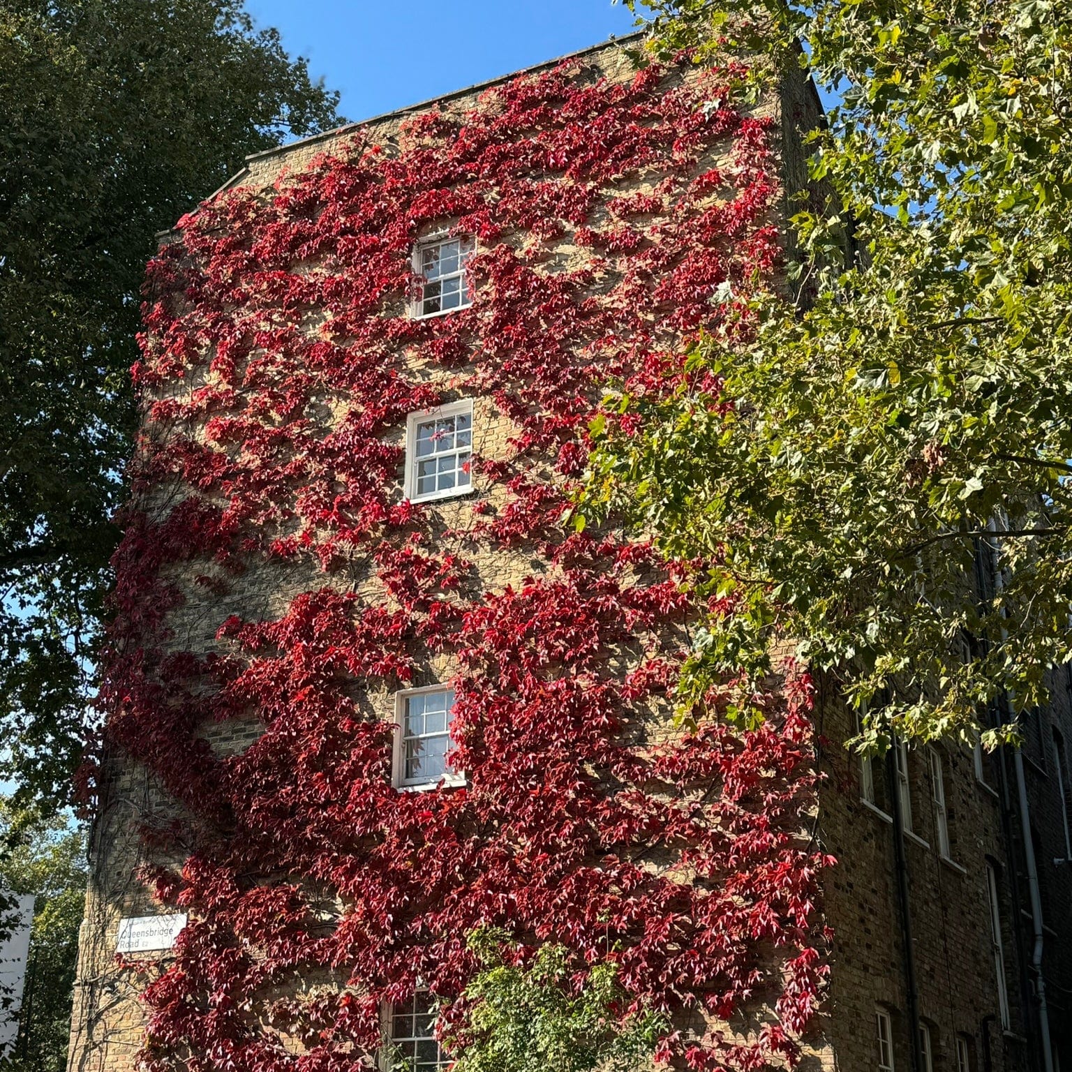 Virginia Creeper | Parthenocissus quinquefolia