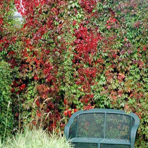 Virginia Creeper | Parthenocissus quinquefolia Climbing Plants