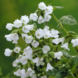 Pulmonaria 'Sissinghurst White' Perennial Bedding