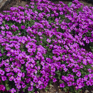 Aubrieta 'Blue Cascade' Perennial Bedding