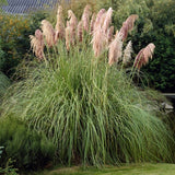 Pink Pampas Grass | Cortaderia selloana 'Rose Plume' Perennial Bedding