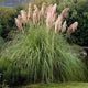 Pink Pampas Grass | Cortaderia selloana 'Rose Plume' Perennial Bedding