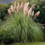 Pink Pampas Grass | Cortaderia selloana 'Rose Plume' Perennial Bedding