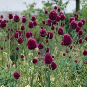 Allium sphaerocephalon Perennial Bedding