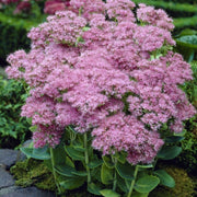 Sedum 'Brilliant' Perennial Bedding