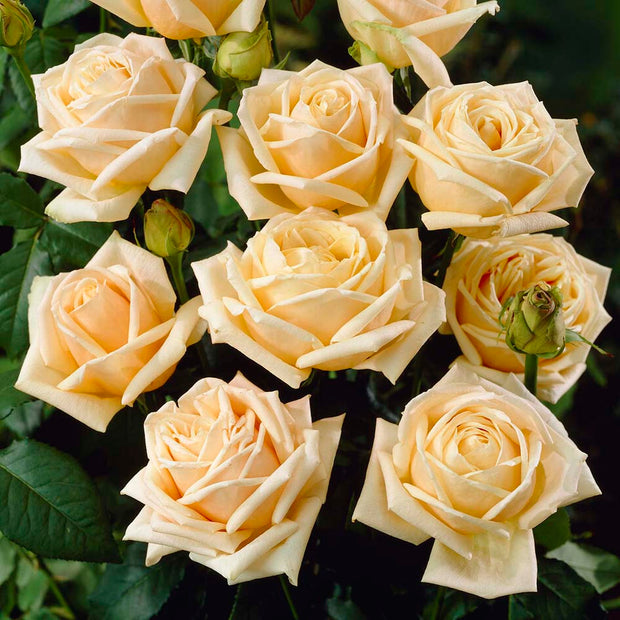 Diamond Jubilee' Hybrid Tea Rose Shrubs