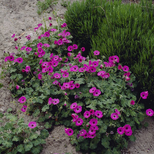 Geranium 'Ann Folkard' Perennial Bedding