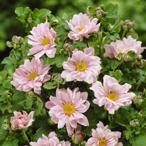 Japanese Anemone 'Queen Charlotte' | Anemone hybrida Perennial Bedding