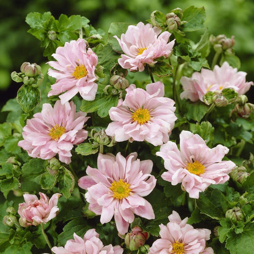 Japanese Anemone 'Queen Charlotte' | Anemone hybrida Perennial Bedding