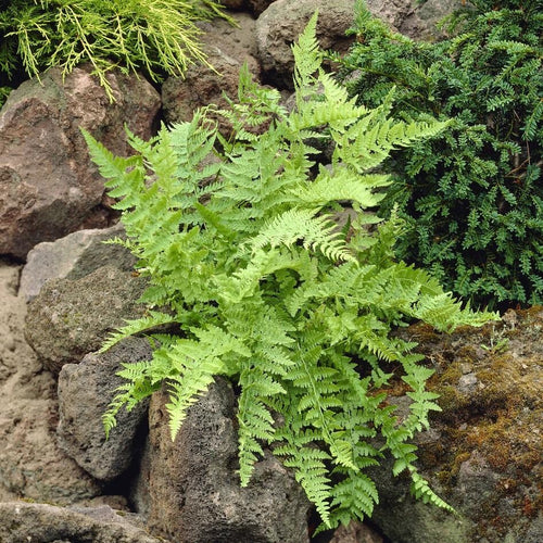 Lady Fern | Athyrium filix femina Perennial Bedding
