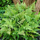 Autumn Fern | Dryopteris erythrosora Perennial Bedding