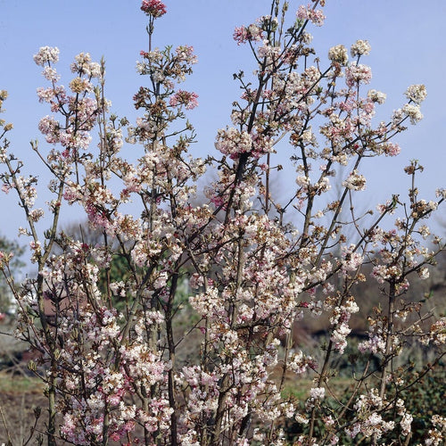 Viburnum bodnantense 'Charles Lamont' Shrubs