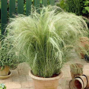 Stipa tenuissima 'Pony Tails' Perennial Bedding