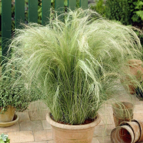 Stipa tenuissima 'Pony Tails' Perennial Bedding