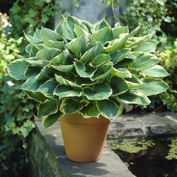 Hosta 'Aureomarginata'