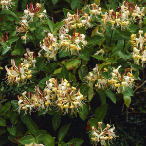 Henry's Honeysuckle | Lonicera henryi Climbing Plants