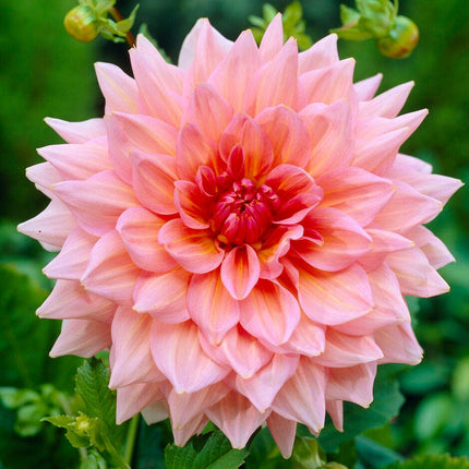 Dahlia Otto's Thrill Perennial Bedding