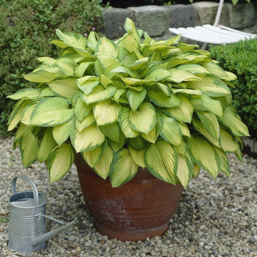 Hosta 'Gold Standard'