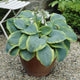 Hosta Frances Williams Perennial Bedding