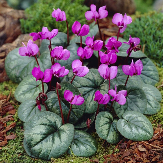 Hardy Cyclamen | Cyclamen coum 'Pink' Perennial Bedding