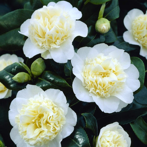 Yellow Japanese Camellia | Camellia japonica 'Brushfield's Yellow' Shrubs
