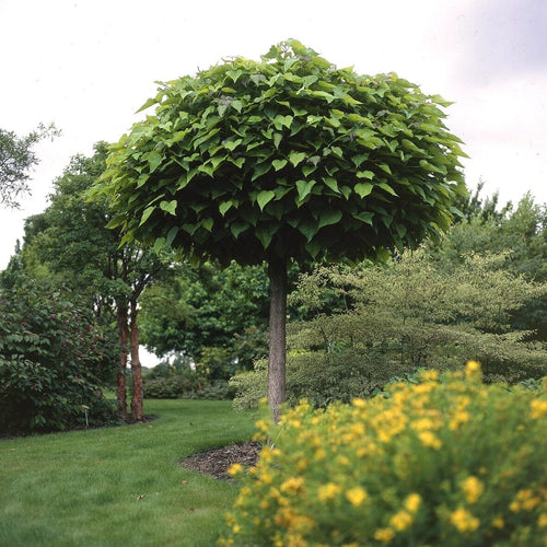 Indian Bean Tree | Catalpa bignonioides 'Nana' Ornamental Trees