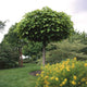 Indian Bean Tree | Catalpa bignonioides 'Nana' Ornamental Trees