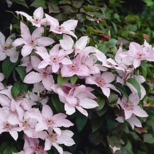 Clematis 'Pink Fantasy' Climbing Plants