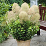 Cotinus coggygria 'Young Lady' | Smoke Tree Shrubs
