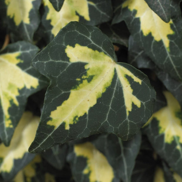 'Goldheart' Ivy | Hedera helix Climbing Plants