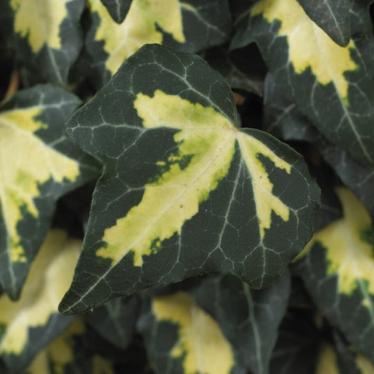 'Goldheart' Ivy | Hedera helix Climbing Plants