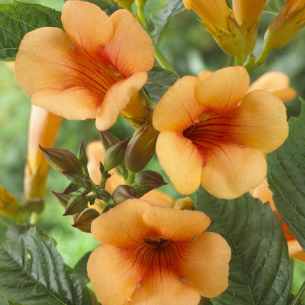 Trumpet Creeper | Campsis 'Indian Summer' Climbing Plants