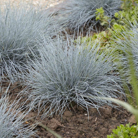 Blue Fescue | Festuca glauca 'Elijah Blue' Perennial Bedding