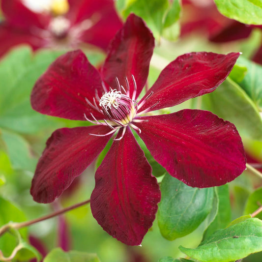 Clematis 'Westerplatte' Climbing Plants