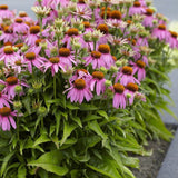 Purple Coneflower | Echinacea purpurea Perennial Bedding