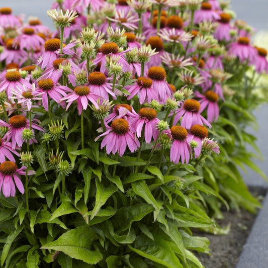 Purple Coneflower | Echinacea purpurea Perennial Bedding