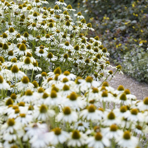 Echinacea purpurea 'White Swan' Perennial Bedding